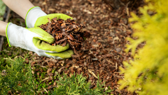 ¿Por qué es crucial entender el concepto de mulching y su aplicación en la jardinería?