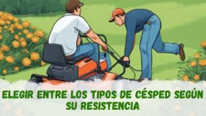 Tipos de césped según su resistencia