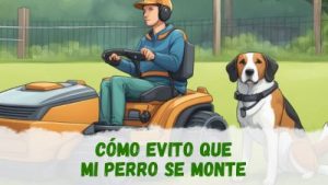 mi perro se monta en el robot cortacésped: cómo impedirlo