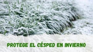 Protege el césped del invierno