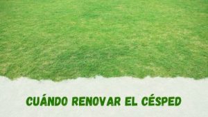 Pasos a seguir para renovar el césped