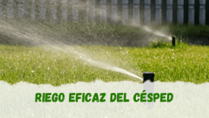 Consejos para un riego eficiente